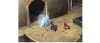 h.png