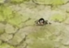 ProjectKorra.PNG