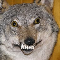 WakkaWolf1