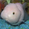 LionheadGoldfish