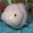 LionheadGoldfish